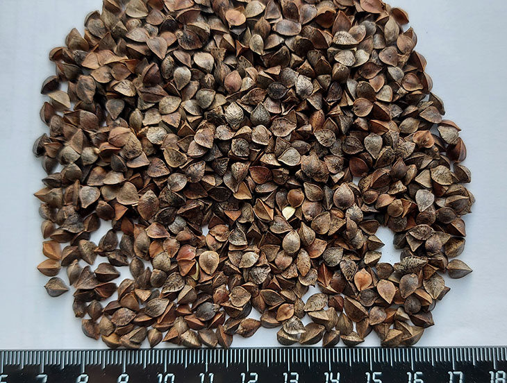 Гречиха Гречиха