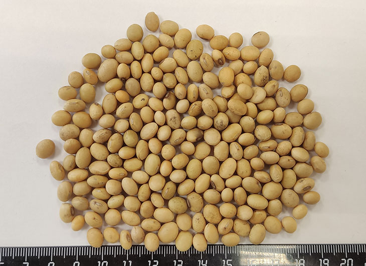 соя бобы протеин соя бобы купить