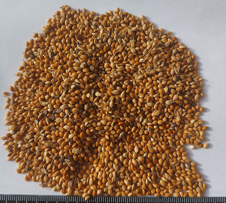yellow millet желтое просо